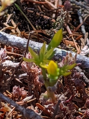 Sedum radiatum radiatum