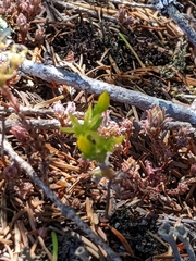 Sedum radiatum radiatum
