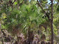 Livistona decora