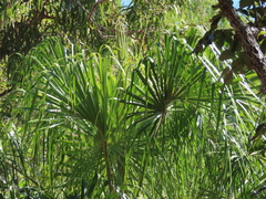 Livistona decora
