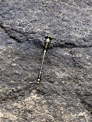 Dromogomphus