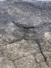 Dromogomphus