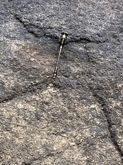 Dromogomphus