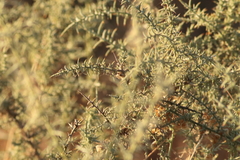 Ulex eriocladus