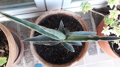 Sansevieria ehrenbergii