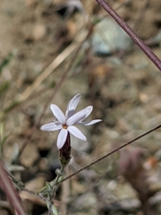 Lessingia micradenia micradenia