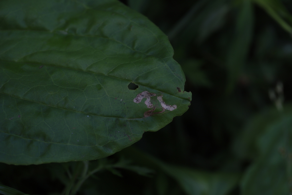 Agromyzid fly