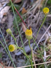 Erigeron reductus angustatus