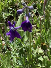 Delphinium bicolor