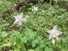 Aquilegia coerulea