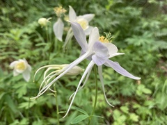 Aquilegia coerulea