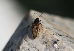 Dimorphopterus pallipes