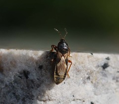 Dimorphopterus pallipes