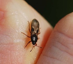 Dimorphopterus pallipes