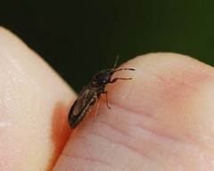 Dimorphopterus pallipes