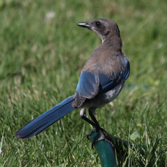 Aphelocoma californica