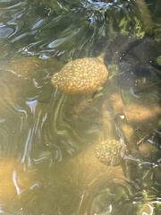 Pectinatella magnifica