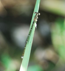 Platycnemis phyllopoda