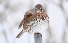 Fox Sparrow photo 1
