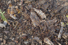 Nemacladus capillaris