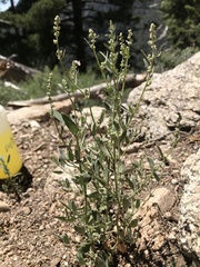 Chenopodium atrovirens