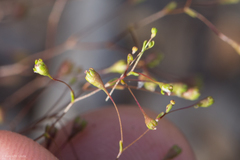 Nemacladus capillaris