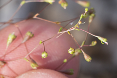 Nemacladus capillaris