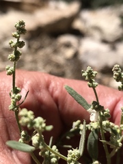Chenopodium atrovirens