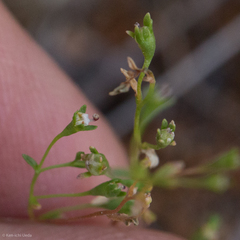Nemacladus capillaris