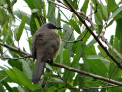 Coccyzus melacoryphus