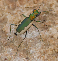 Eunota circumpicta