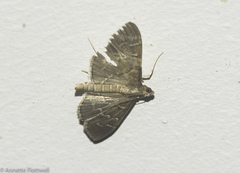 Pilocrocis