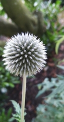 Echinops sphaerocephalus