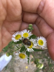 Lasiotrichius succinctus