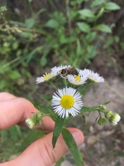 Lasiotrichius succinctus
