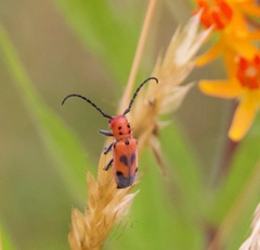 Tetraopes melanurus