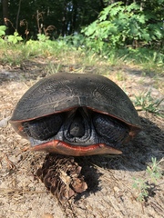 Pseudemys rubriventris