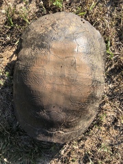 Pseudemys rubriventris