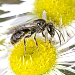 Lasioglossum pectorale