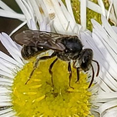 Lasioglossum pectorale