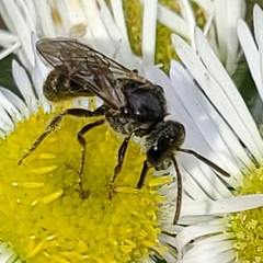 Lasioglossum pectorale