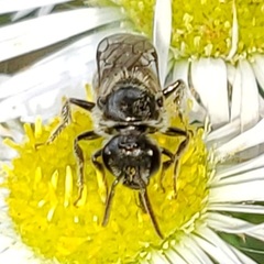 Lasioglossum pectorale
