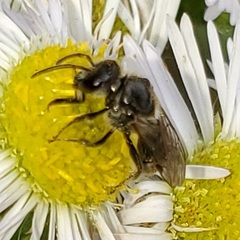 Lasioglossum pectorale
