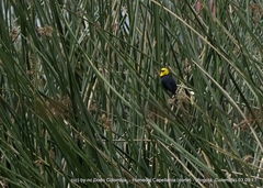 Chrysomus icterocephalus bogotensis