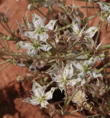 Frasera albomarginata