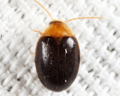 Sacodes thoracica