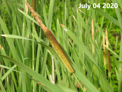 Typha orientalis