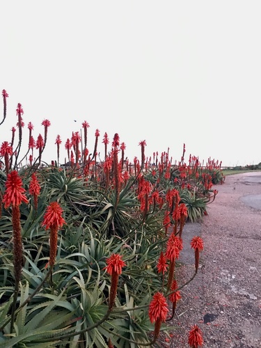 Aloe arborescens