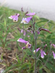 Penstemon hirsutus