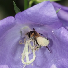 Megachile willughbiella